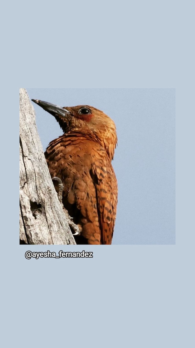 Rufous Woodpecker - ML584332591