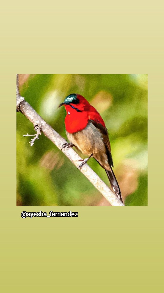 Crimson Sunbird - ML584332681