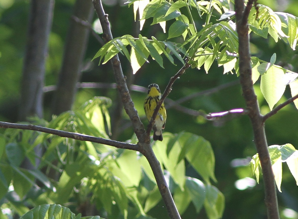 Magnolia Warbler - ML58433321