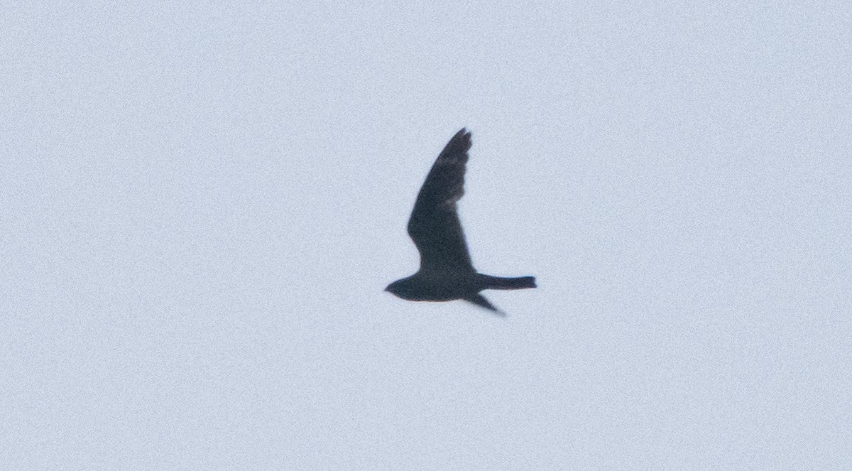 Lesser Nighthawk - Leonardo Guzmán (Kingfisher Birdwatching Nuevo León)