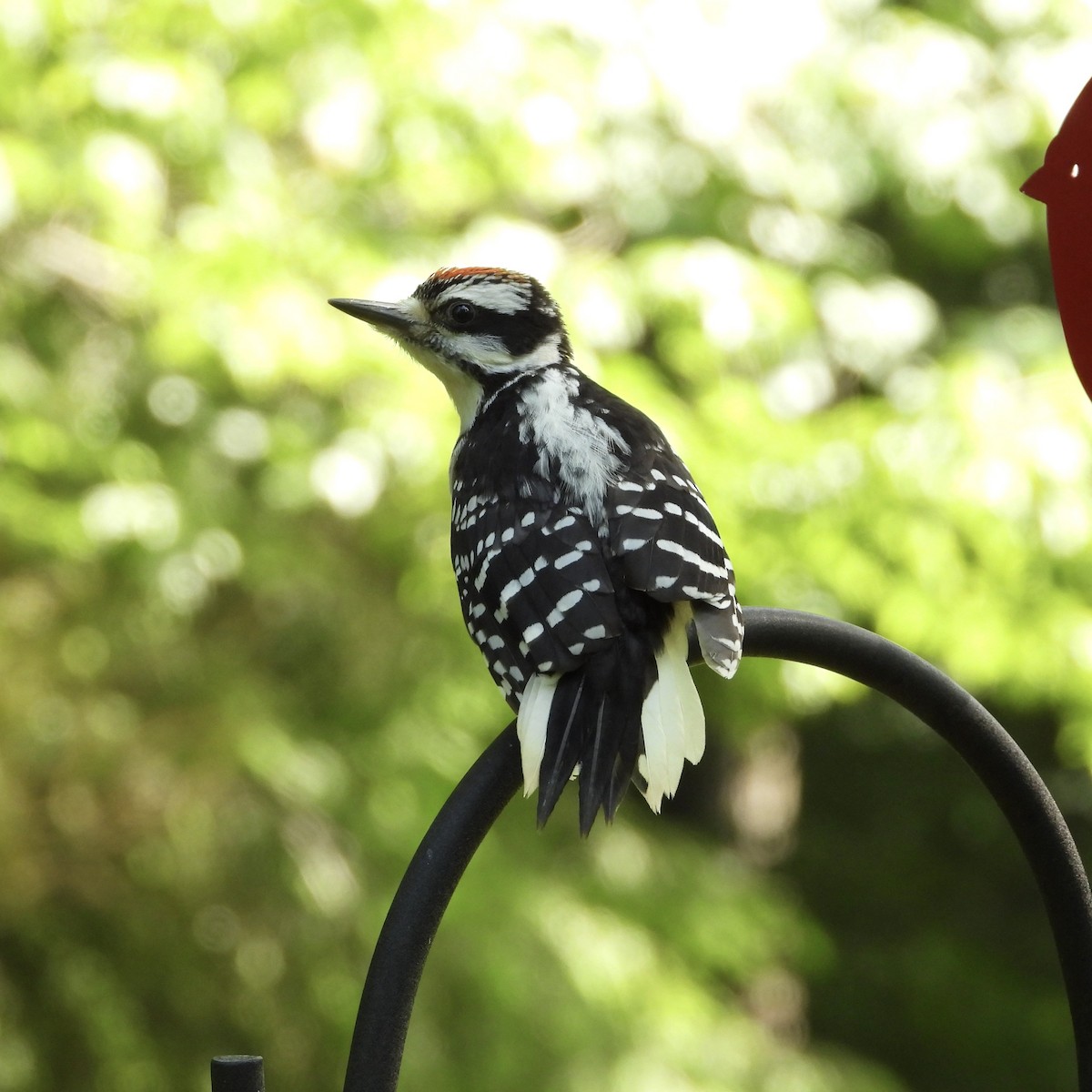 Hairy Woodpecker - ML584335281