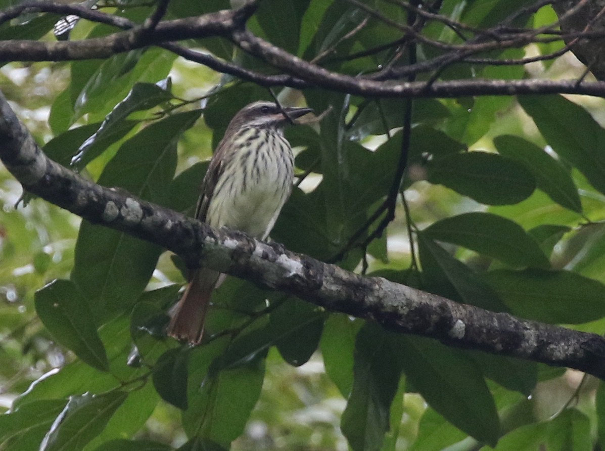 Sulphur-bellied Flycatcher - ML584336161