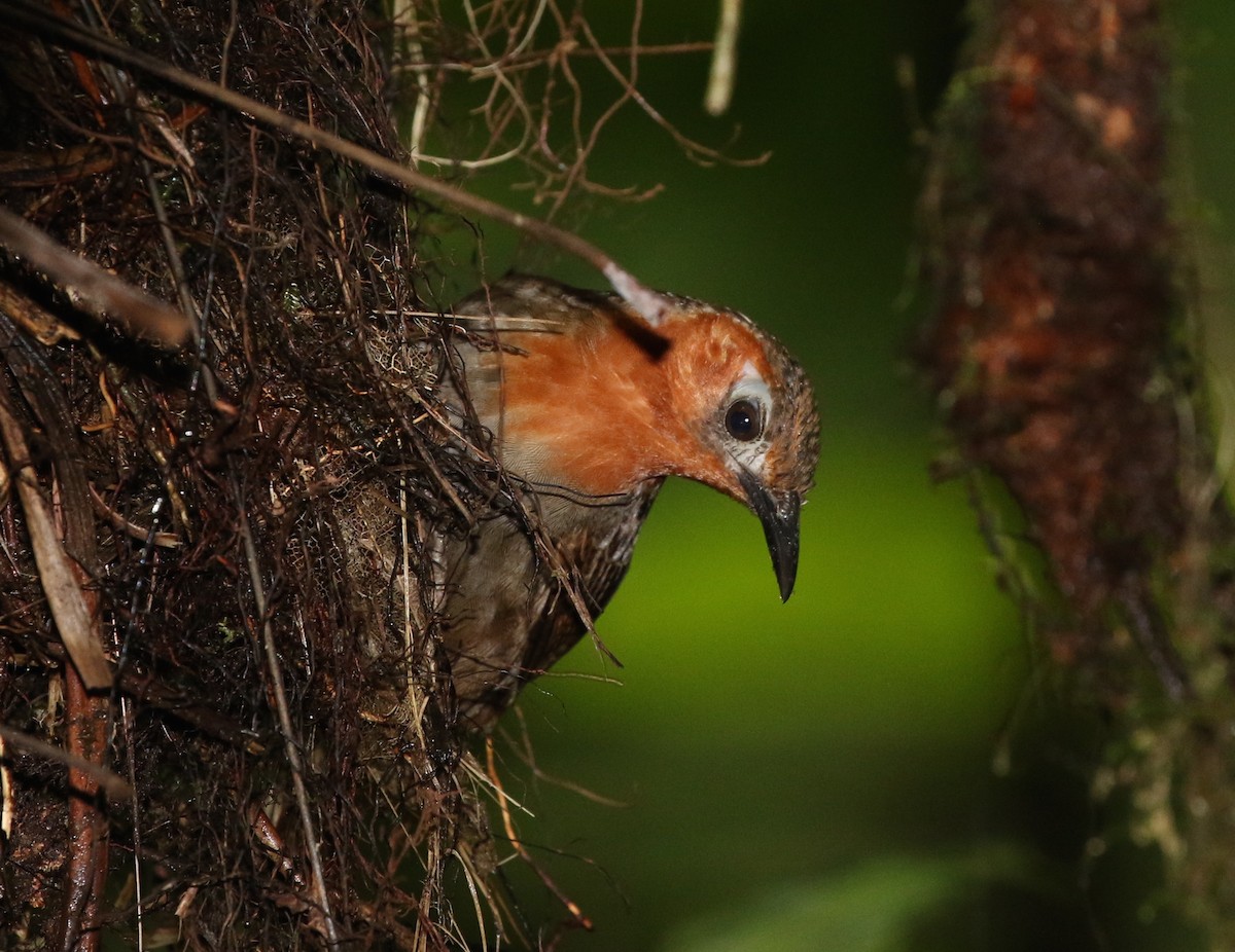 Song Wren - ML584337271