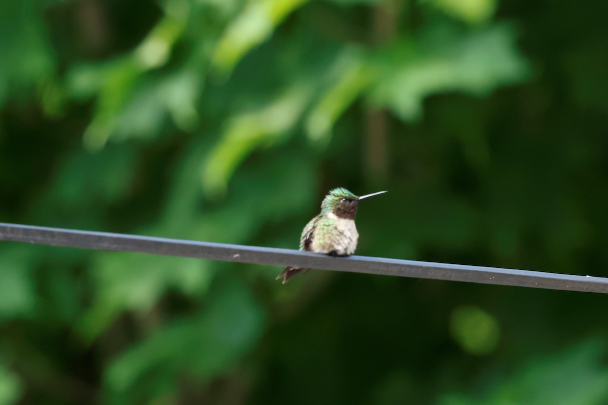 Colibri à gorge rubis - ML584337721