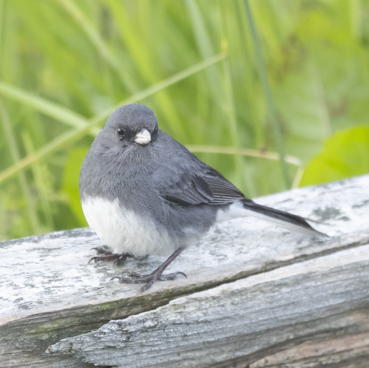 Dark-eyed Junco - ML584337931