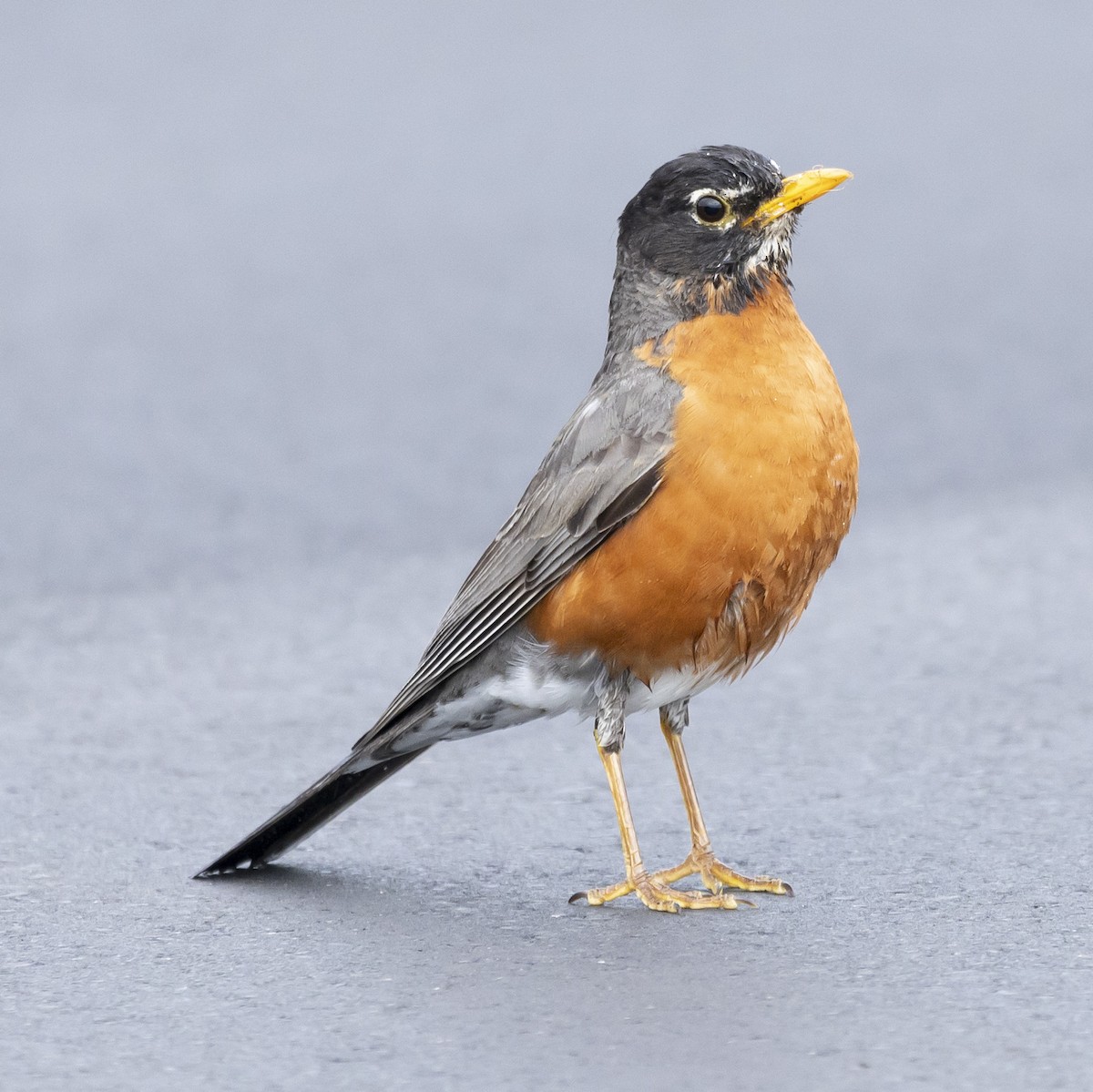 American Robin - Jim Tolbert