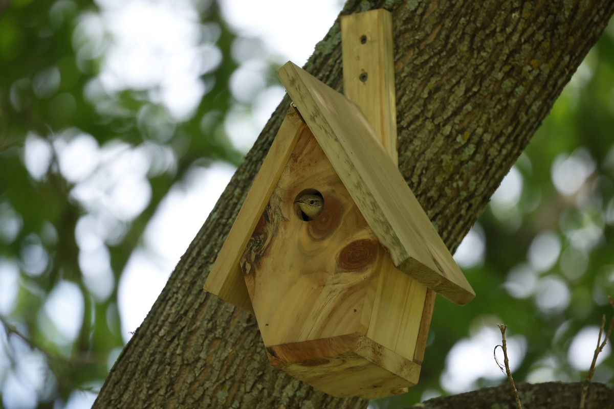 House Wren - Marie Provost