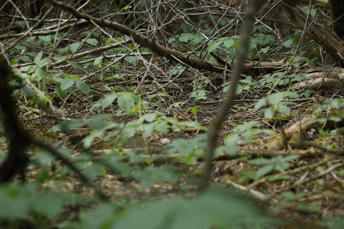 Ruffed Grouse - ML584339121