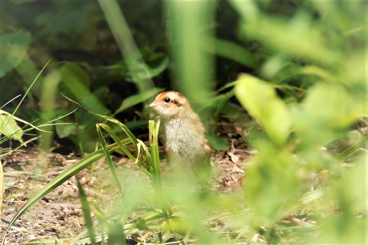 Ruffed Grouse - Marie Provost