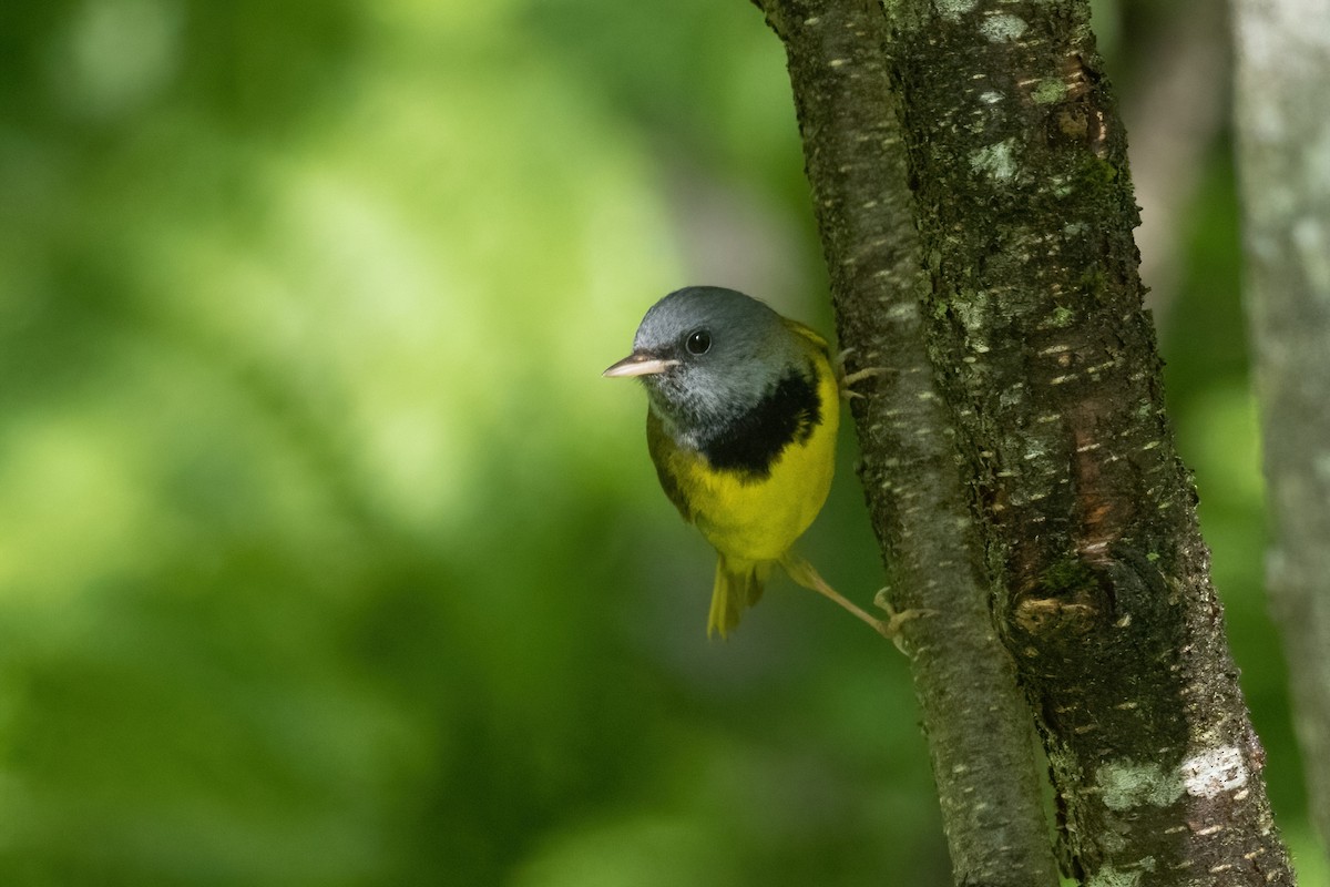 Mourning Warbler - ML584339231