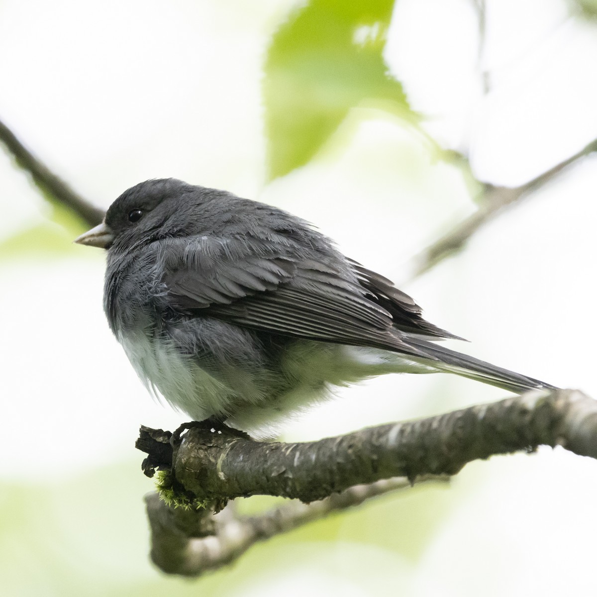 Dark-eyed Junco - ML584340341