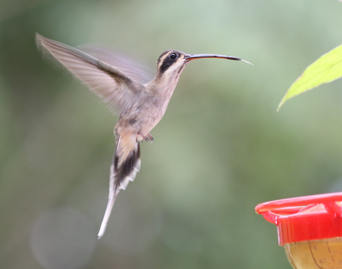 Pale-bellied Hermit - ML584340581