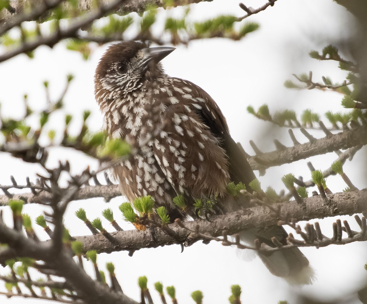 Eurasian Nutcracker (Northern) - ML584340761