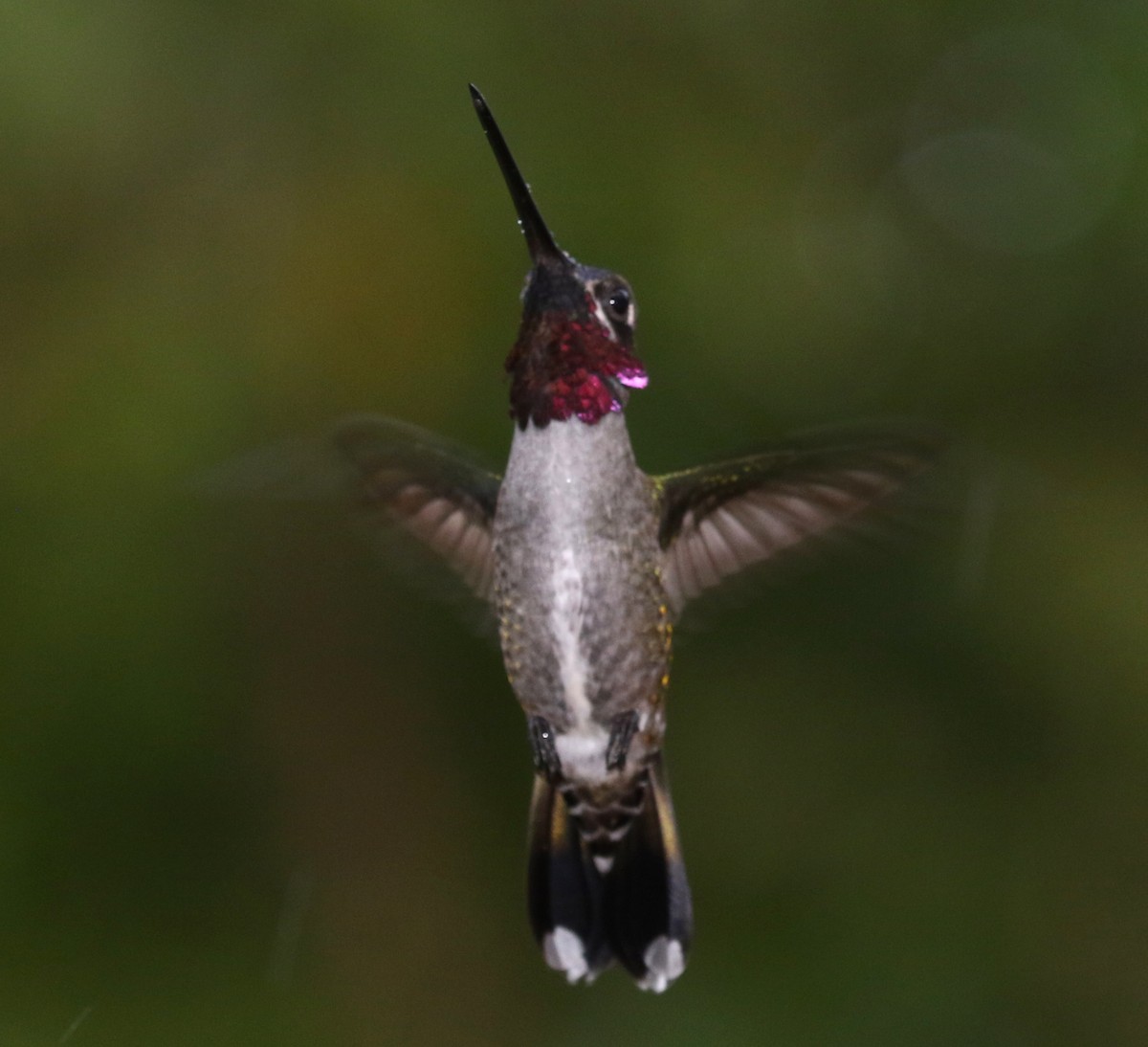 kolibřík hvězdohrdlý - ML584340921