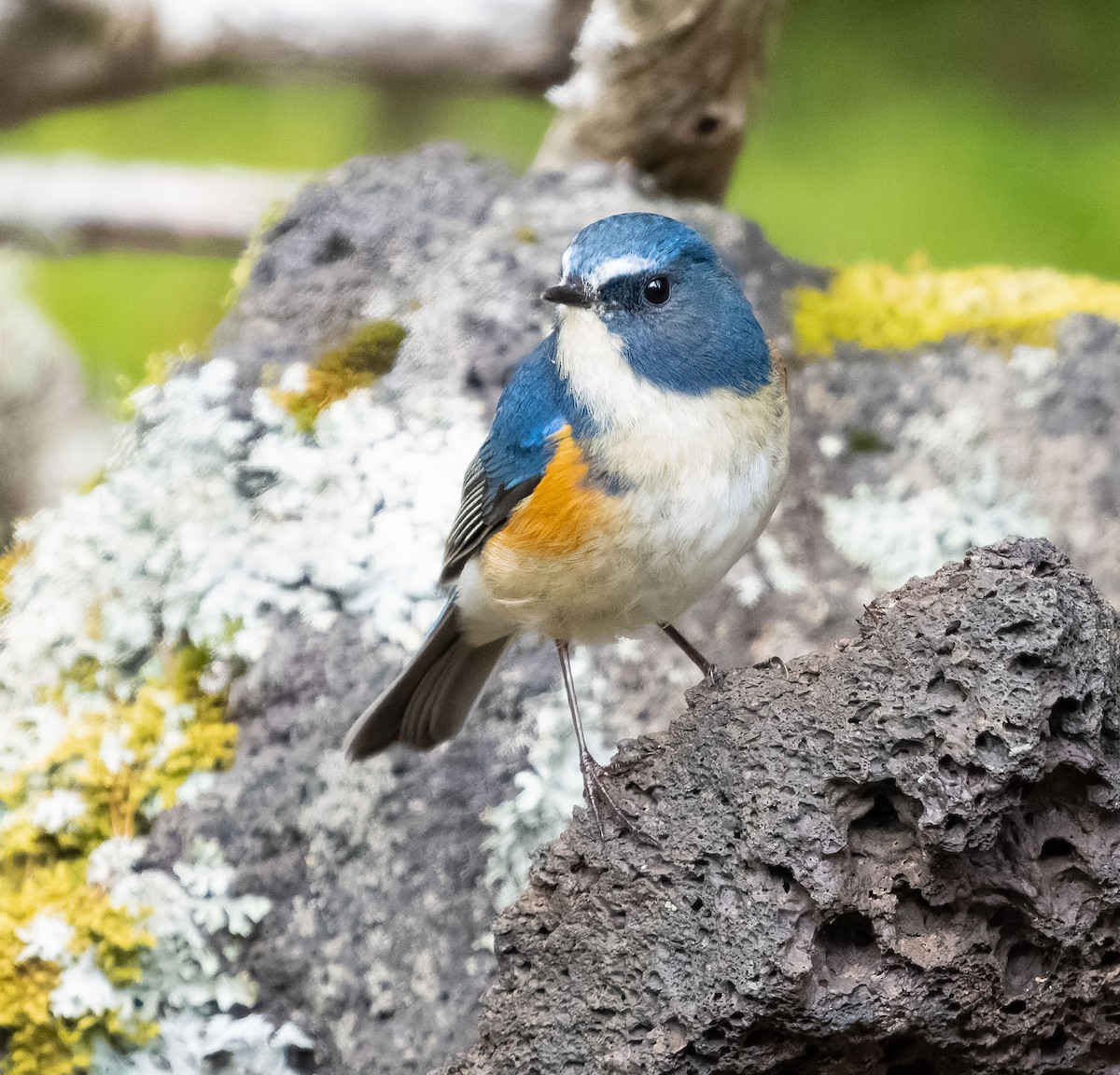 Red-flanked Bluetail - ML584341101