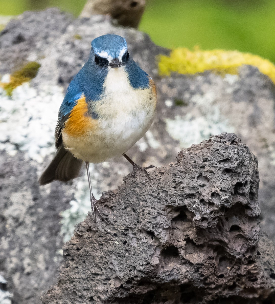 Red-flanked Bluetail - ML584341111