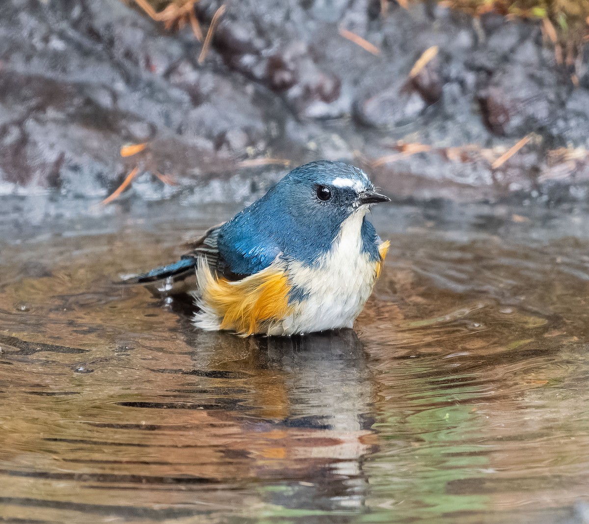Red-flanked Bluetail - ML584341181