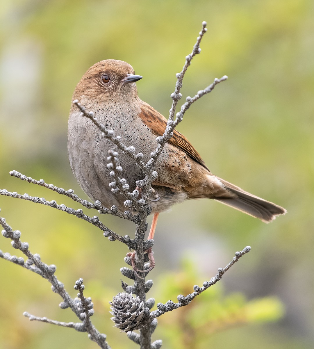 Japanese Accentor - ML584341611