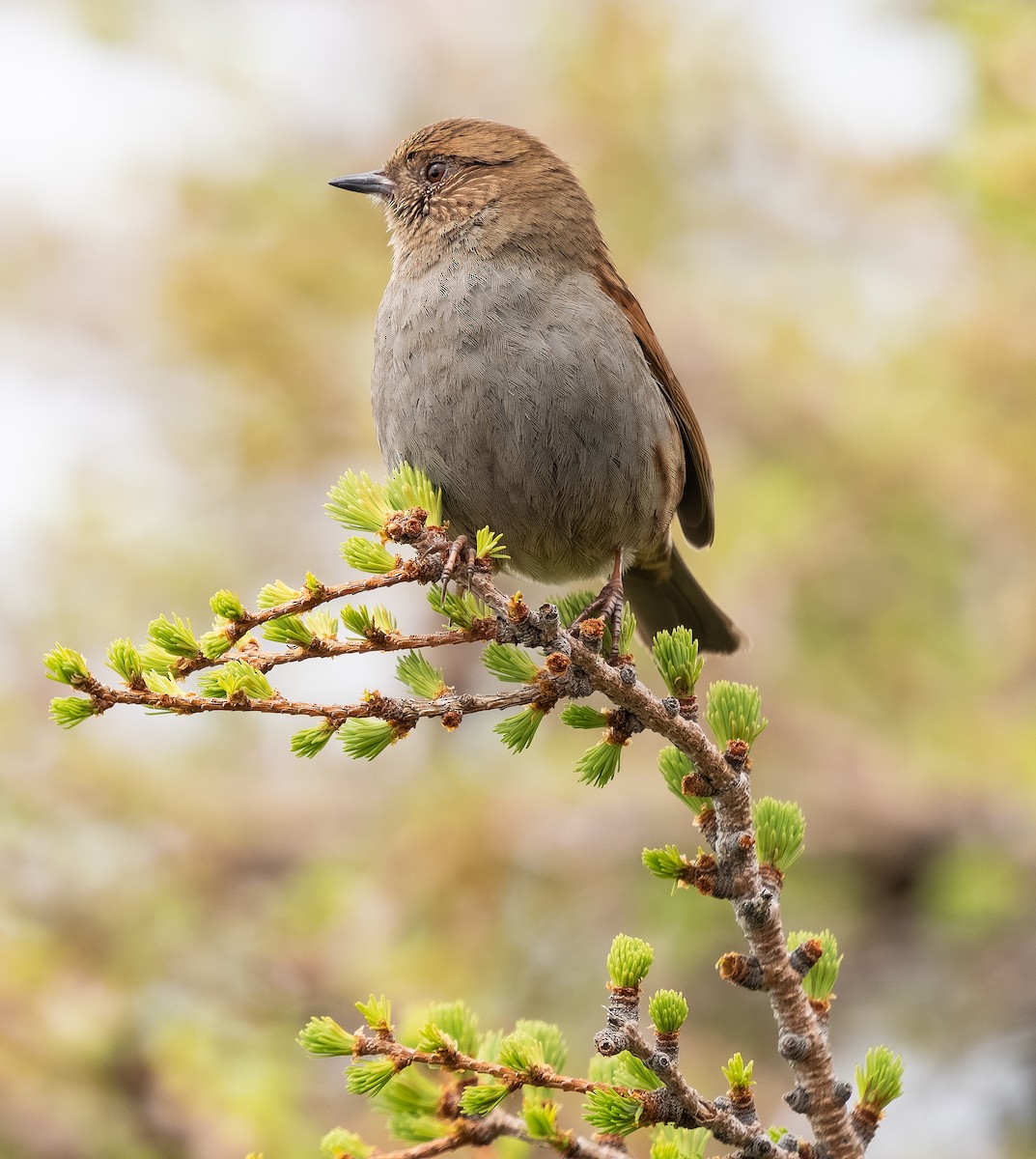 Japanese Accentor - ML584341681