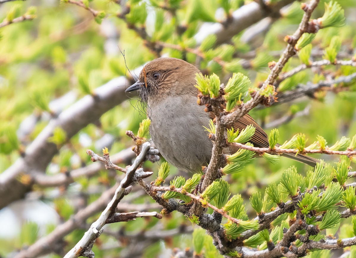 Japanese Accentor - ML584341701