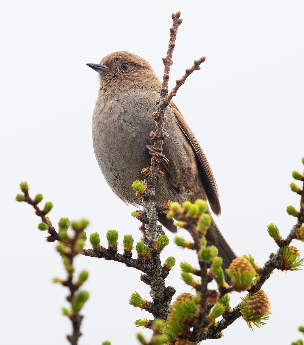 Japanese Accentor - ML584341731