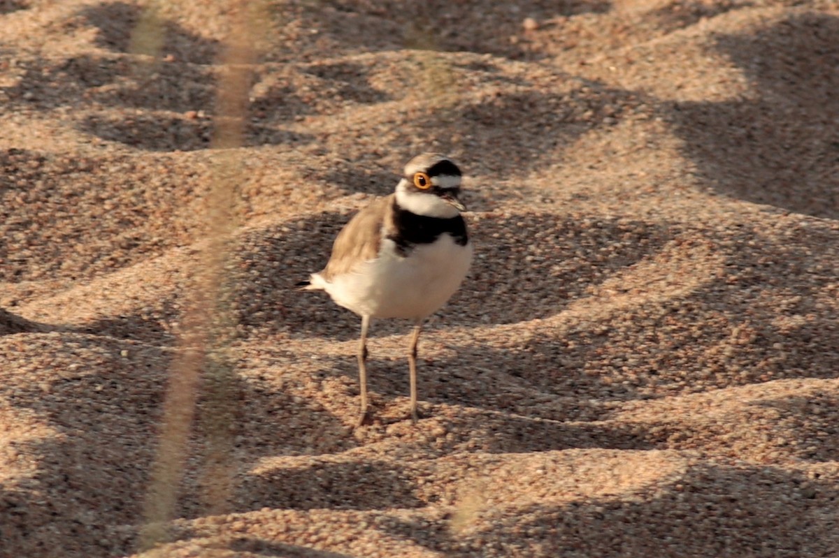 Little Ringed Plover - ML584341911