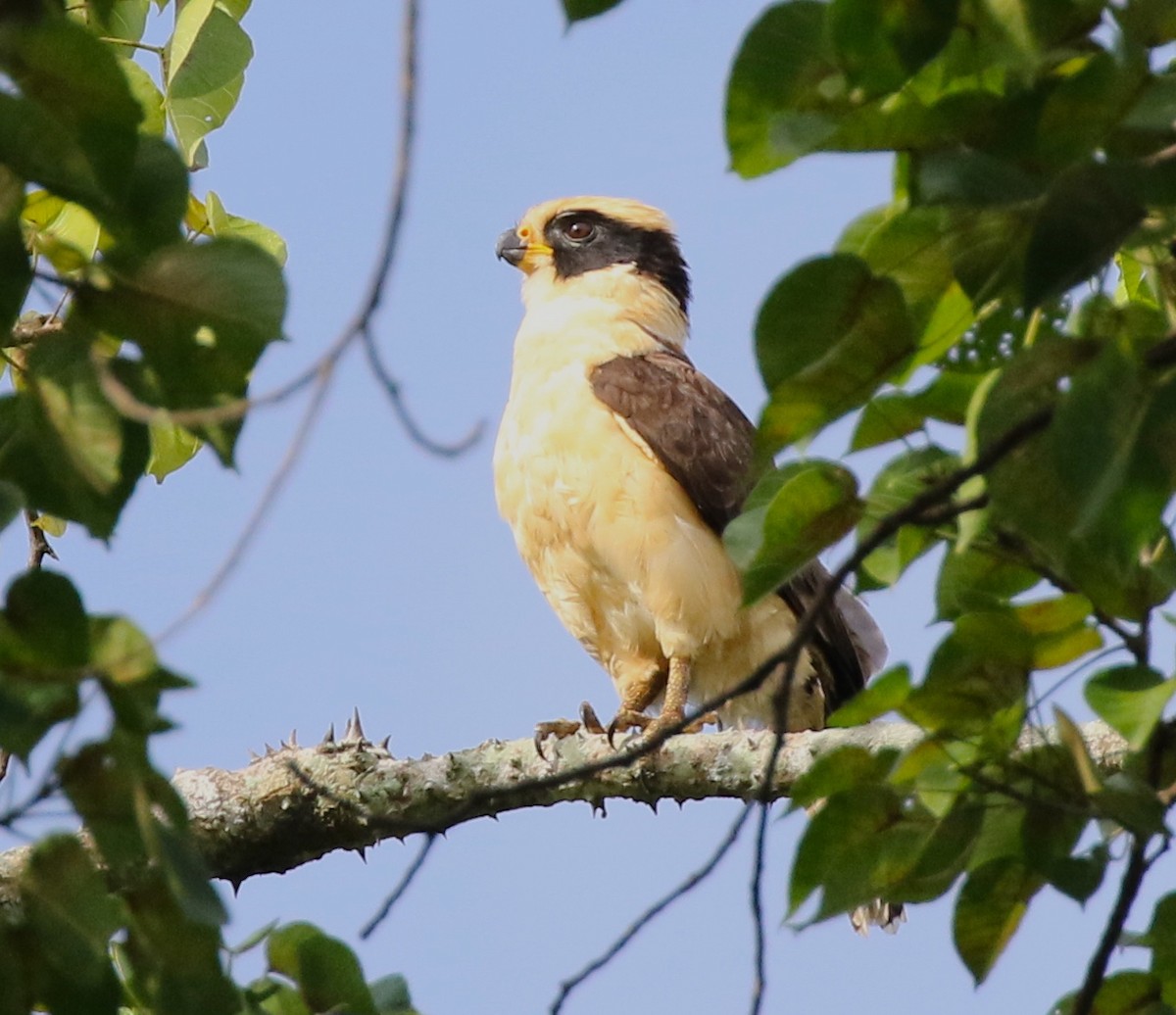 Laughing Falcon - ML584341941