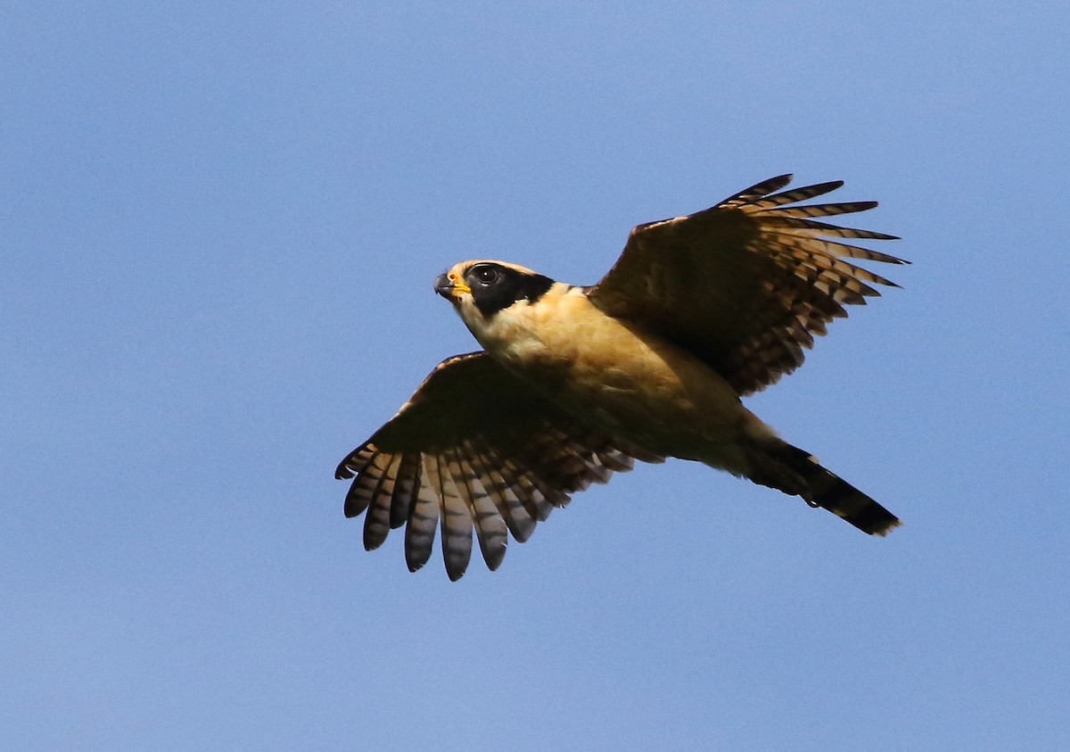 Laughing Falcon - ML584341961