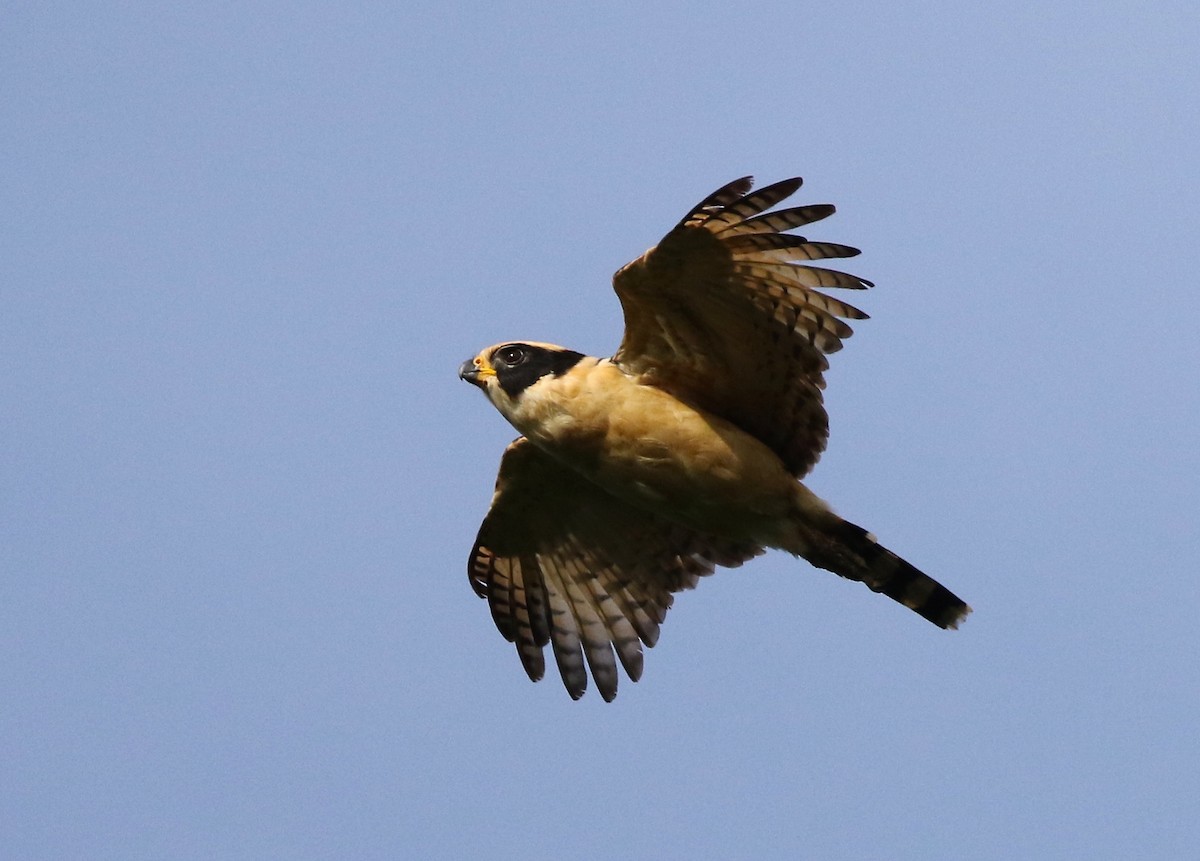 Laughing Falcon - ML584341981