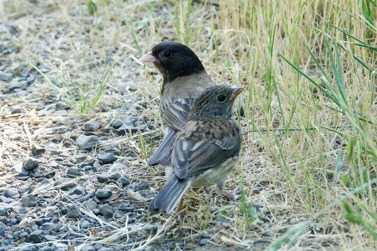 Dark-eyed Junco - ML584342321