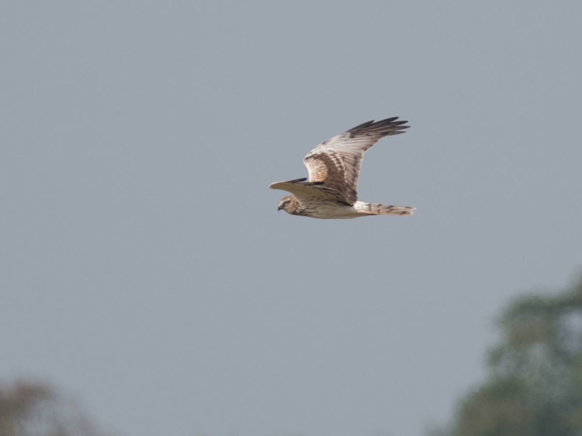 Eastern Marsh Harrier - ML584342971