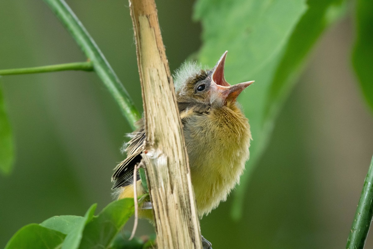 Baltimore Oriole - ML584342991