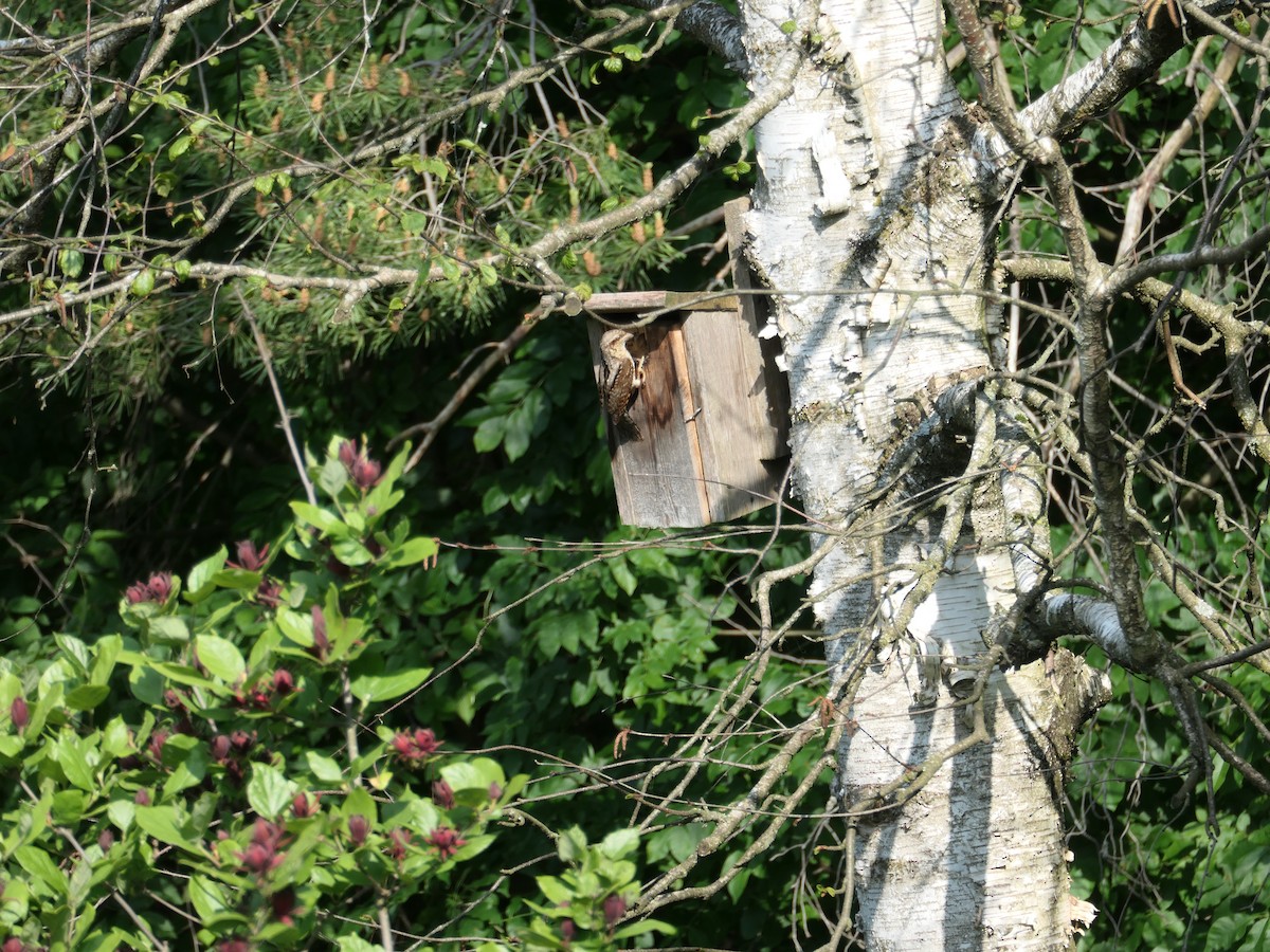 Eurasian Wryneck - ML584343051