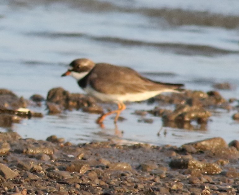 Semipalmated Plover - ML584343871
