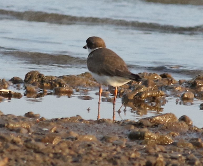 Semipalmated Plover - ML584343881