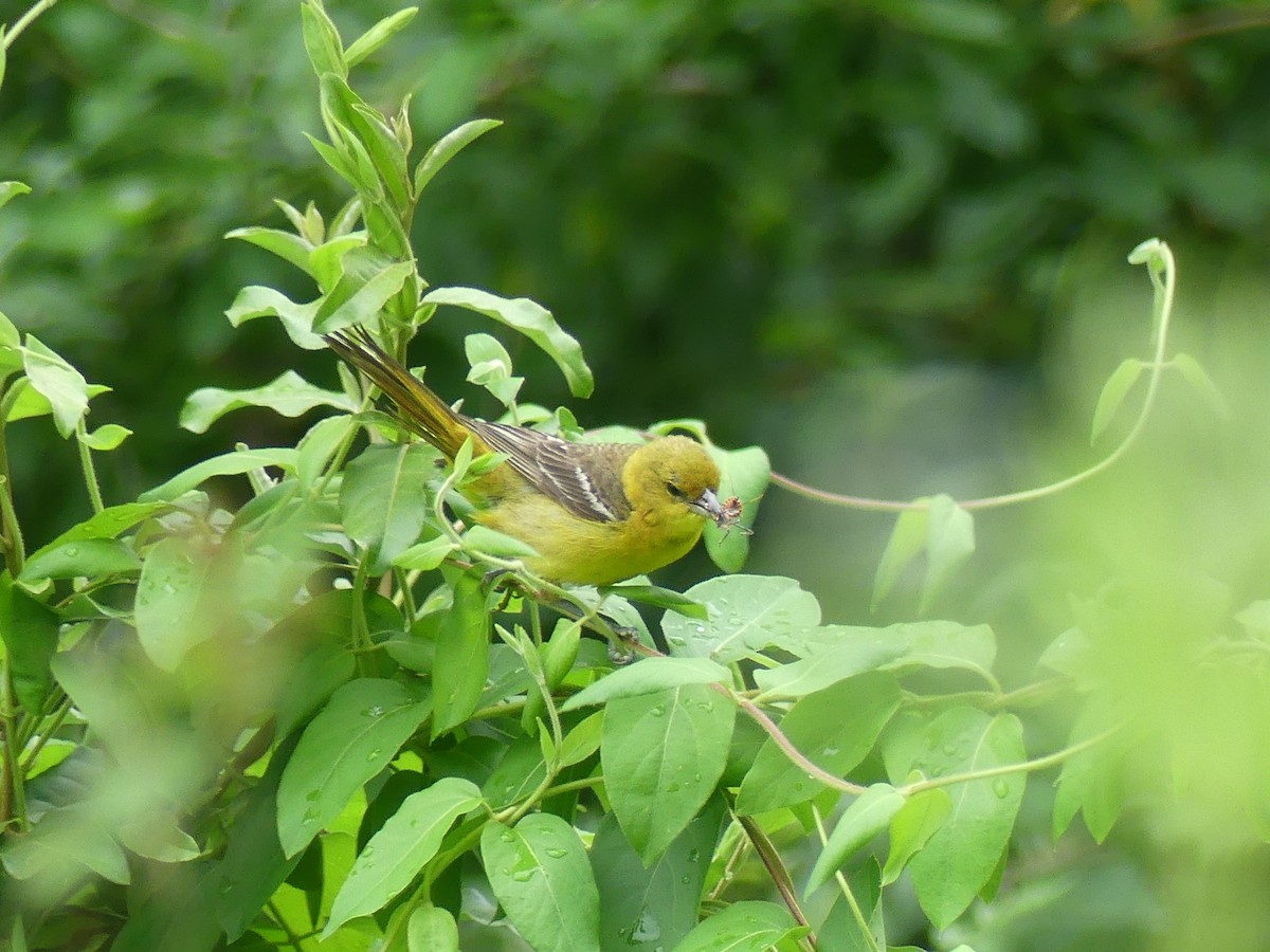 Orchard Oriole - ML584344441