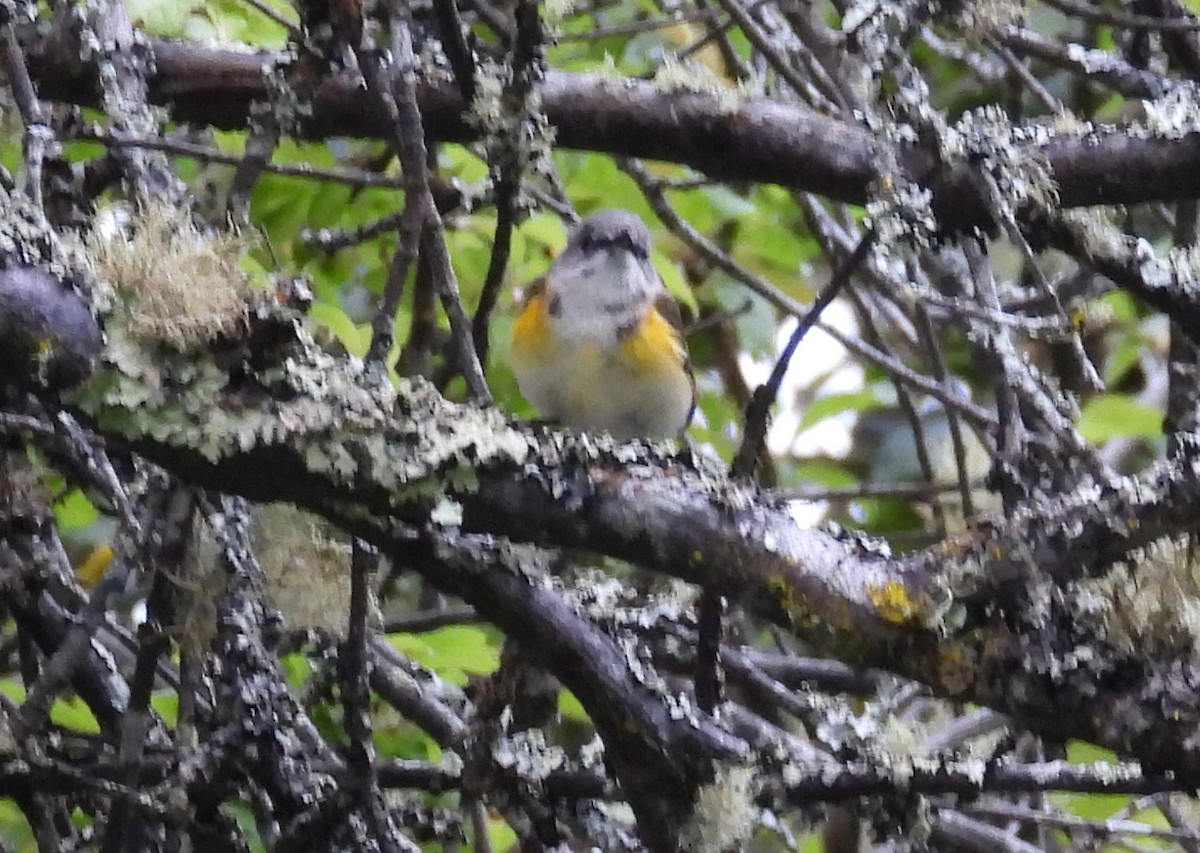 American Redstart - Jesse Conklin