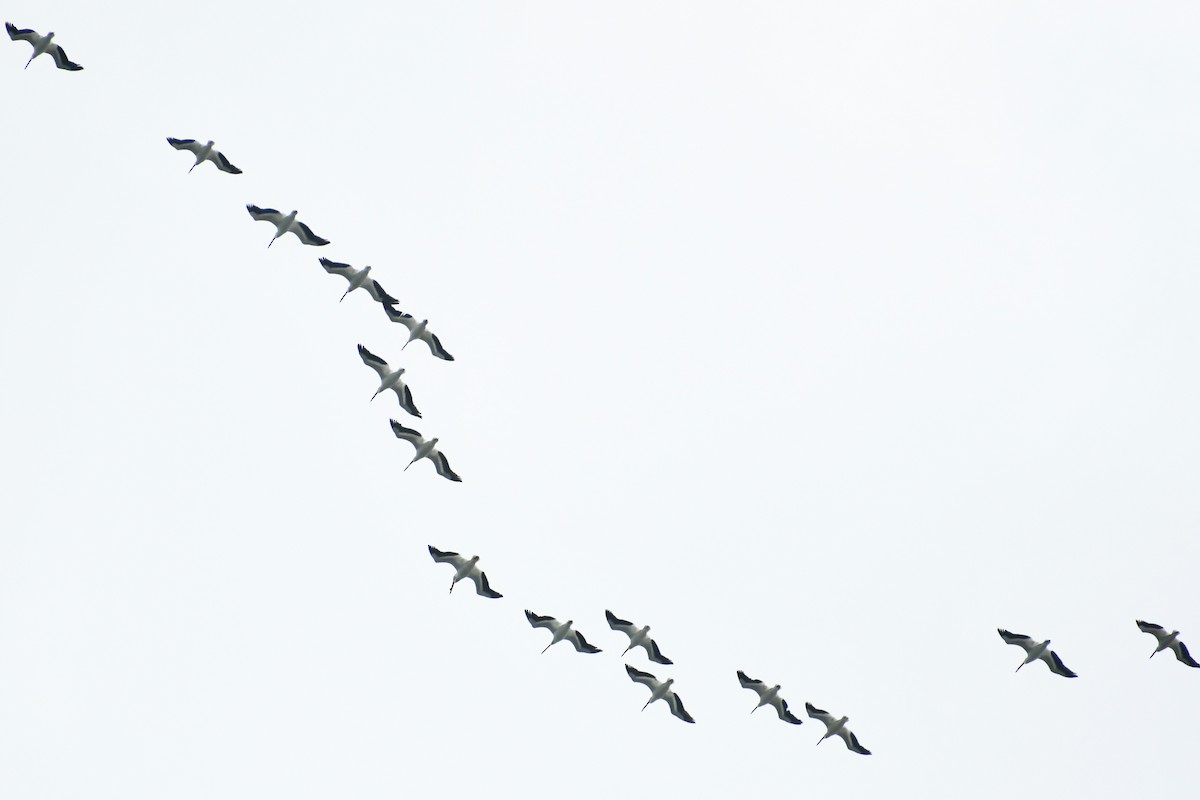 American White Pelican - ML584344781