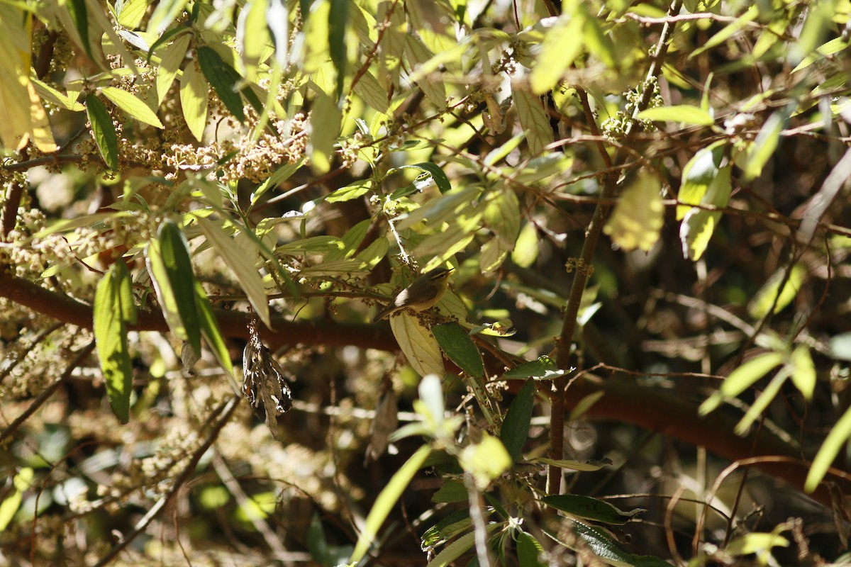 Tickell's Leaf Warbler - ML584345151