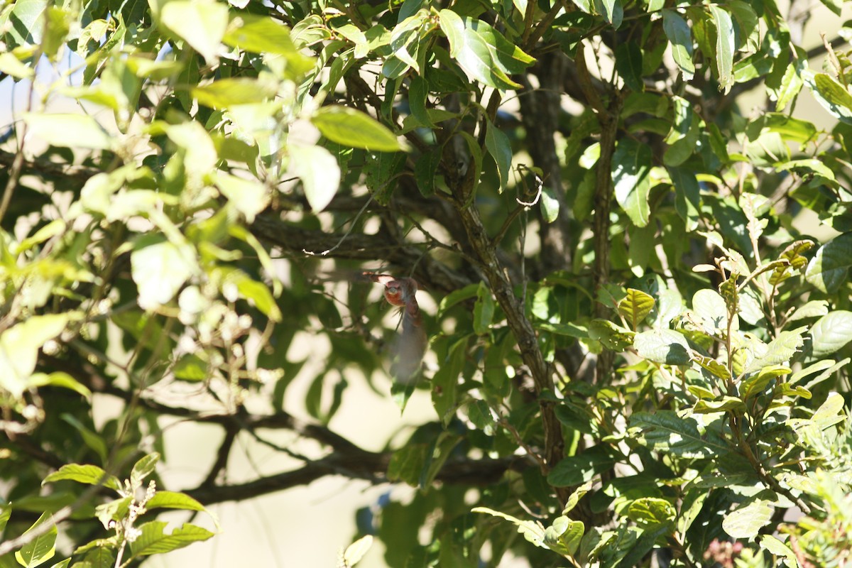 Common Rosefinch - ML584345261