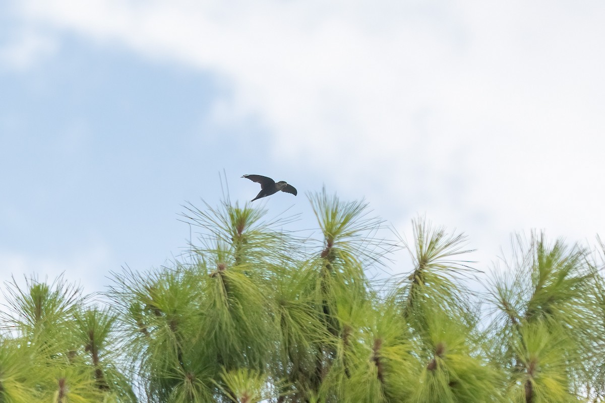 Chimney Swift - ML584345371