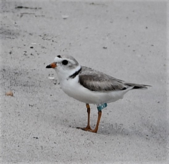 Piping Plover - ML584345461