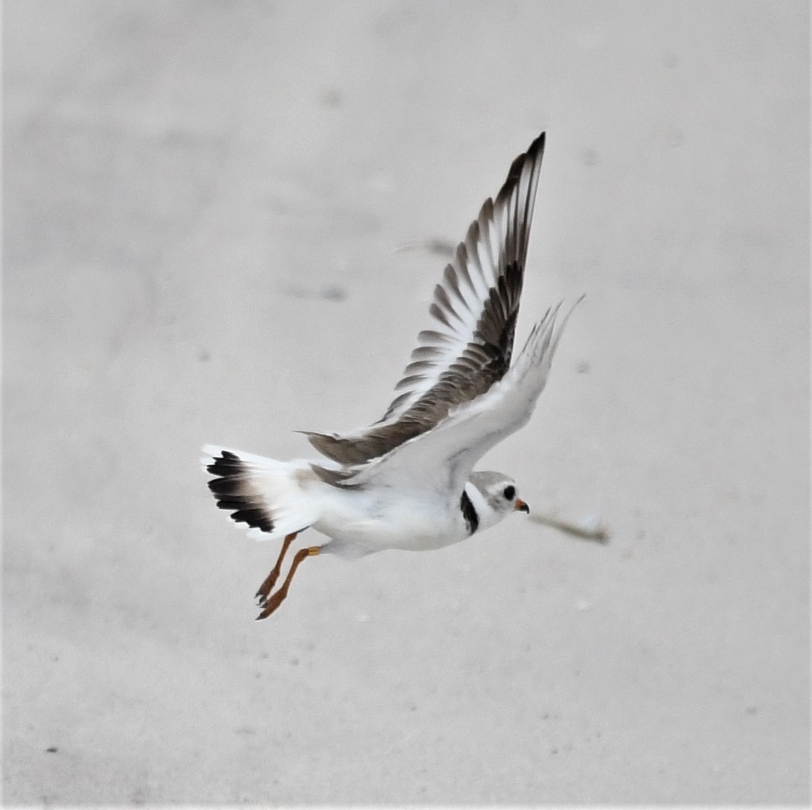 Piping Plover - ML584345471