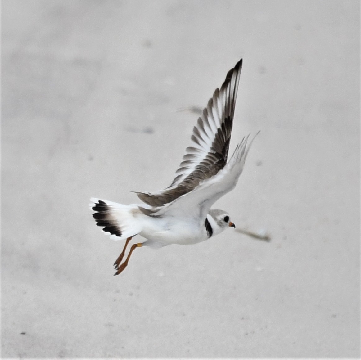 Piping Plover - David Gillen