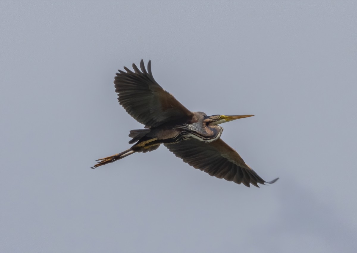 Purple Heron - Guillermo Risco