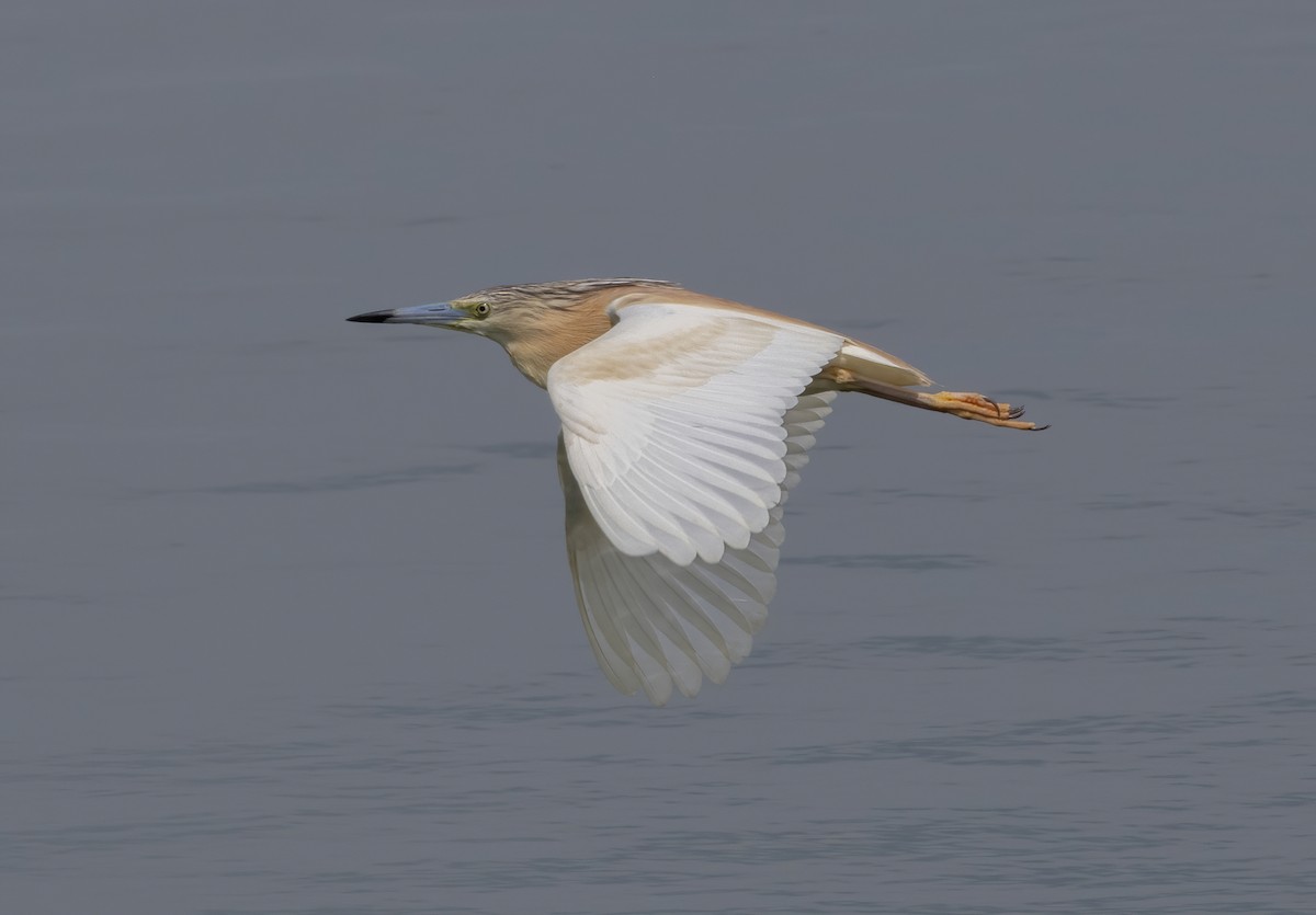 Squacco Heron - ML584346921