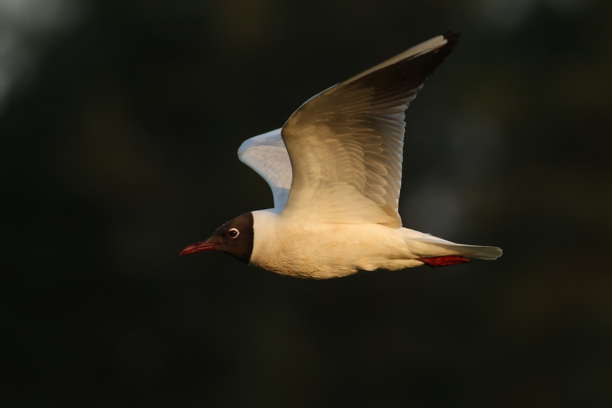 Black-headed Gull - ML584347581