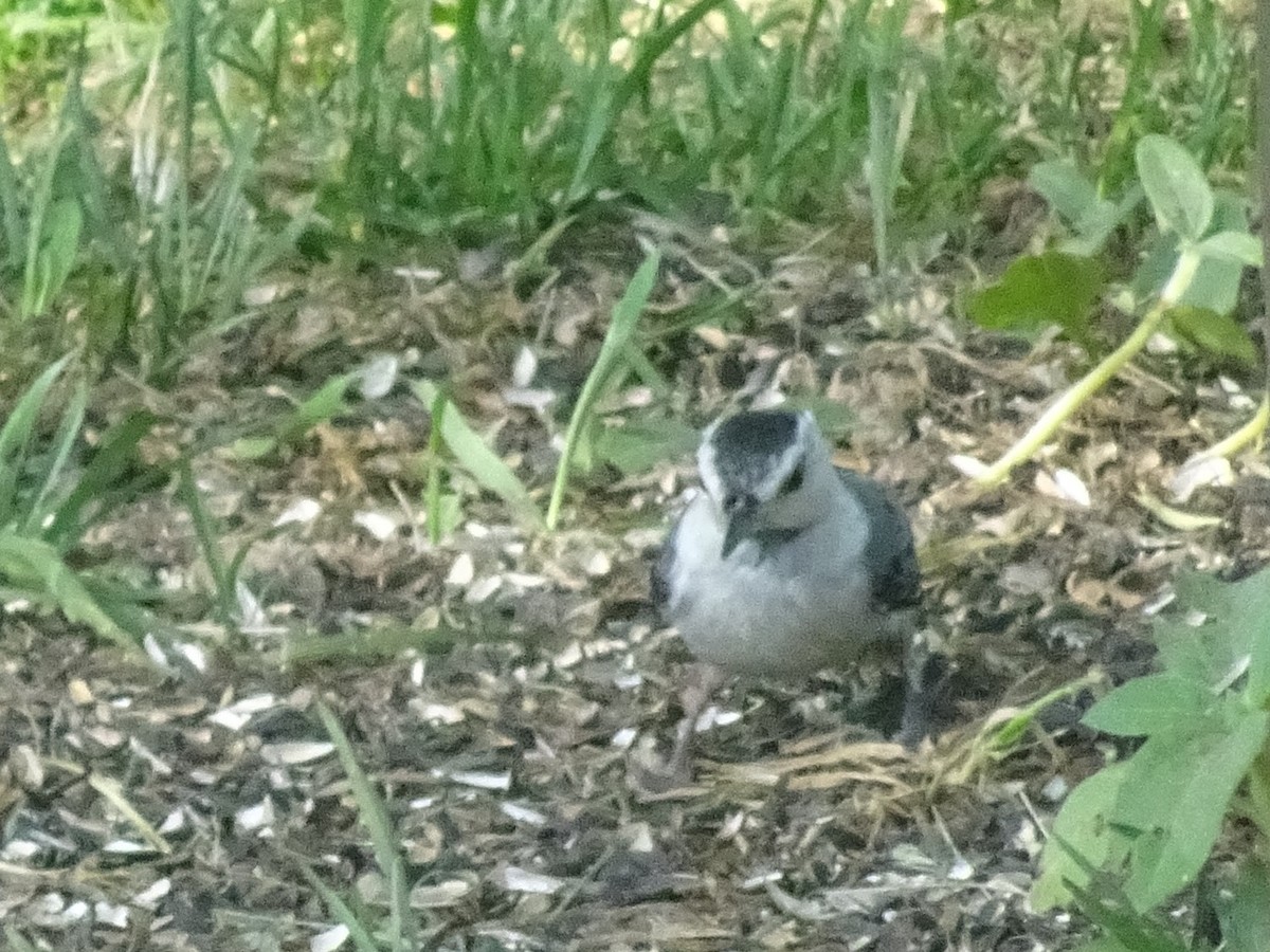 White-breasted Nuthatch - ML584348511