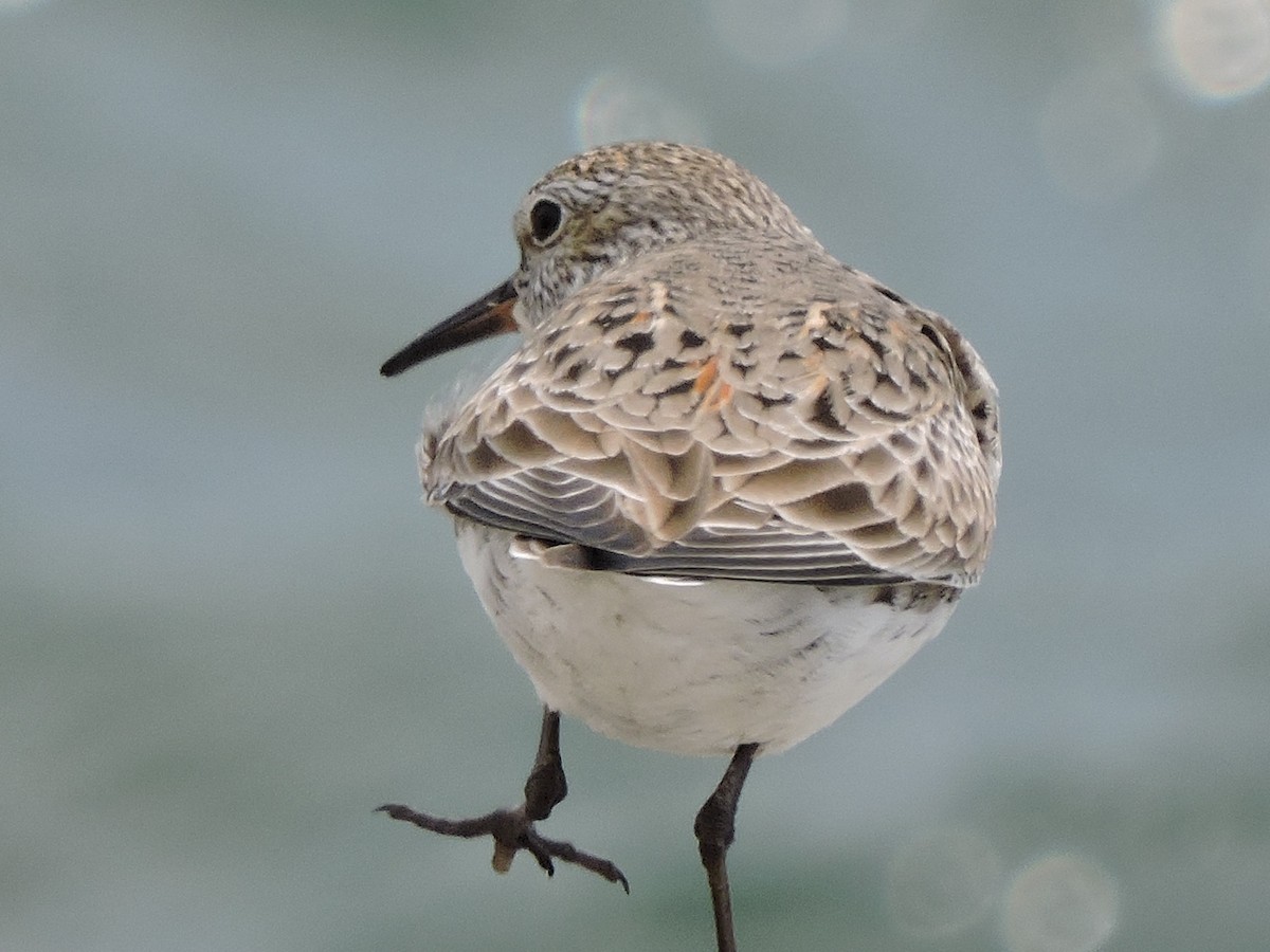 White-rumped Sandpiper - ML58434871