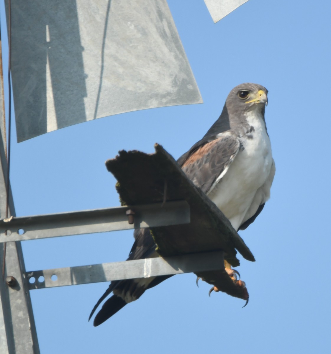 White-tailed Hawk - ML584349591